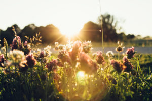 Flower meadow with clover flowers in the back light Flower meadow with clover flowers in the back light